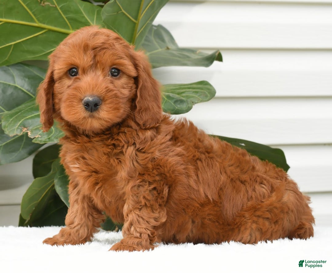 Mini Goldendoodle dogs for sale: Nicki - Image 8