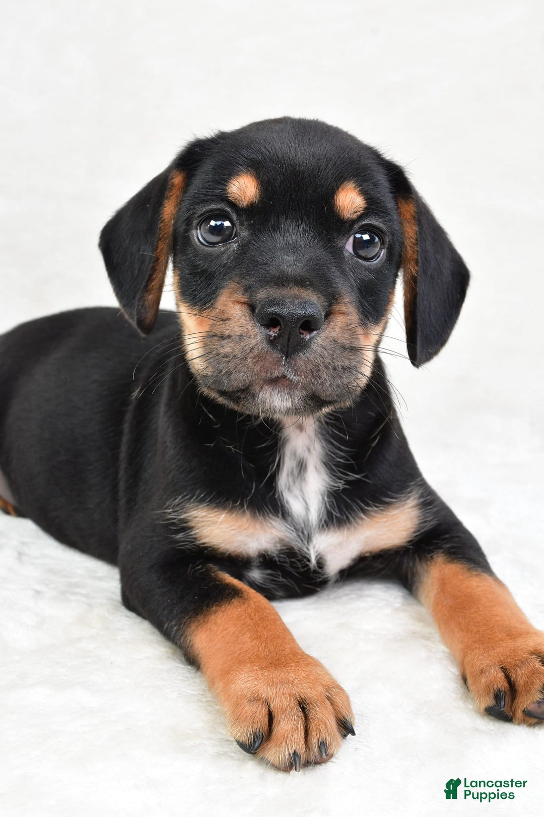 Beabull dogs for sale: Charlie - Image 4