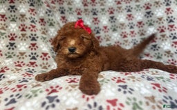 Mini Goldendoodle dogs for sale: Rain - Image 8
