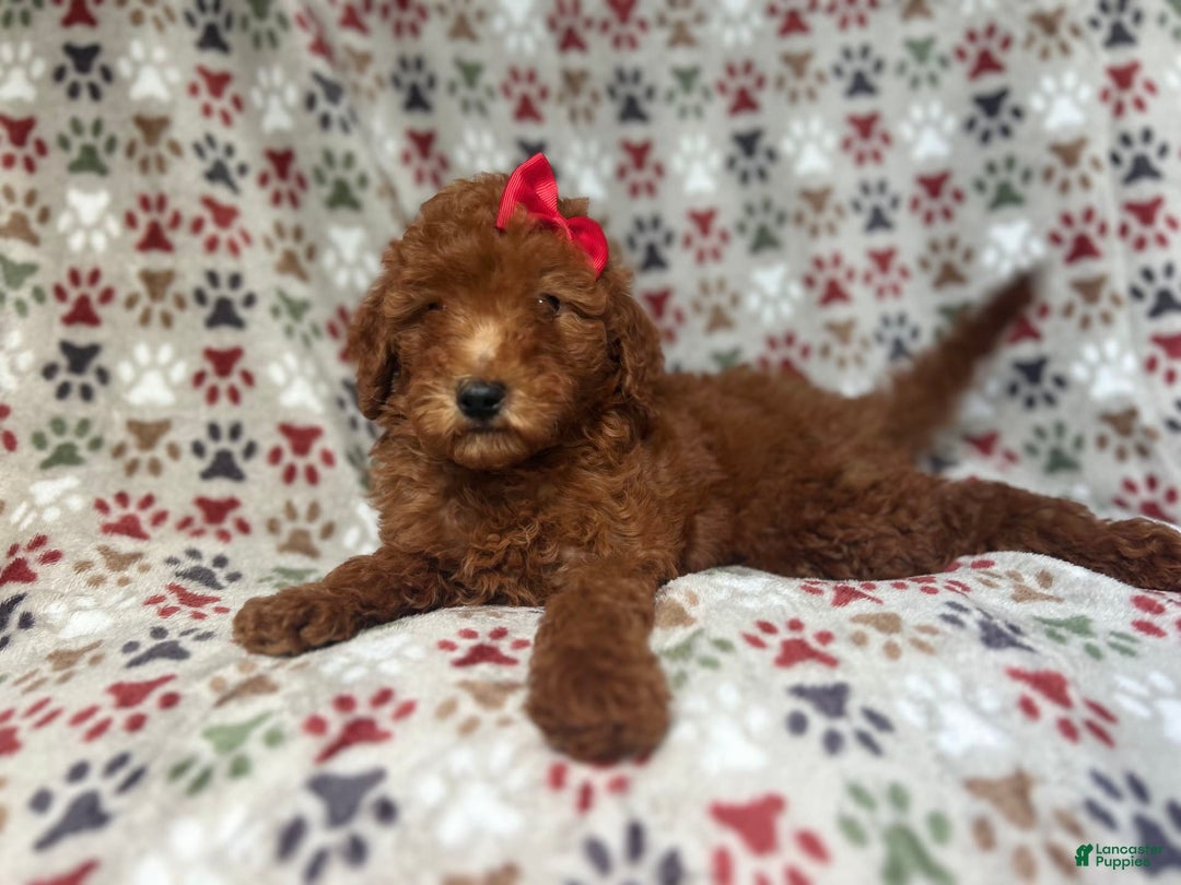 Mini Goldendoodle dogs for sale: Rain - Image 8