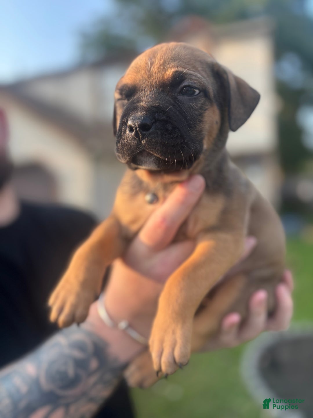 American Pit Bull Terrier dogs for sale: Pink - Image 2