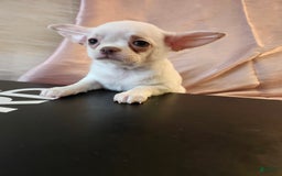 Chihuahua dogs for sale: Chanel - Image 4