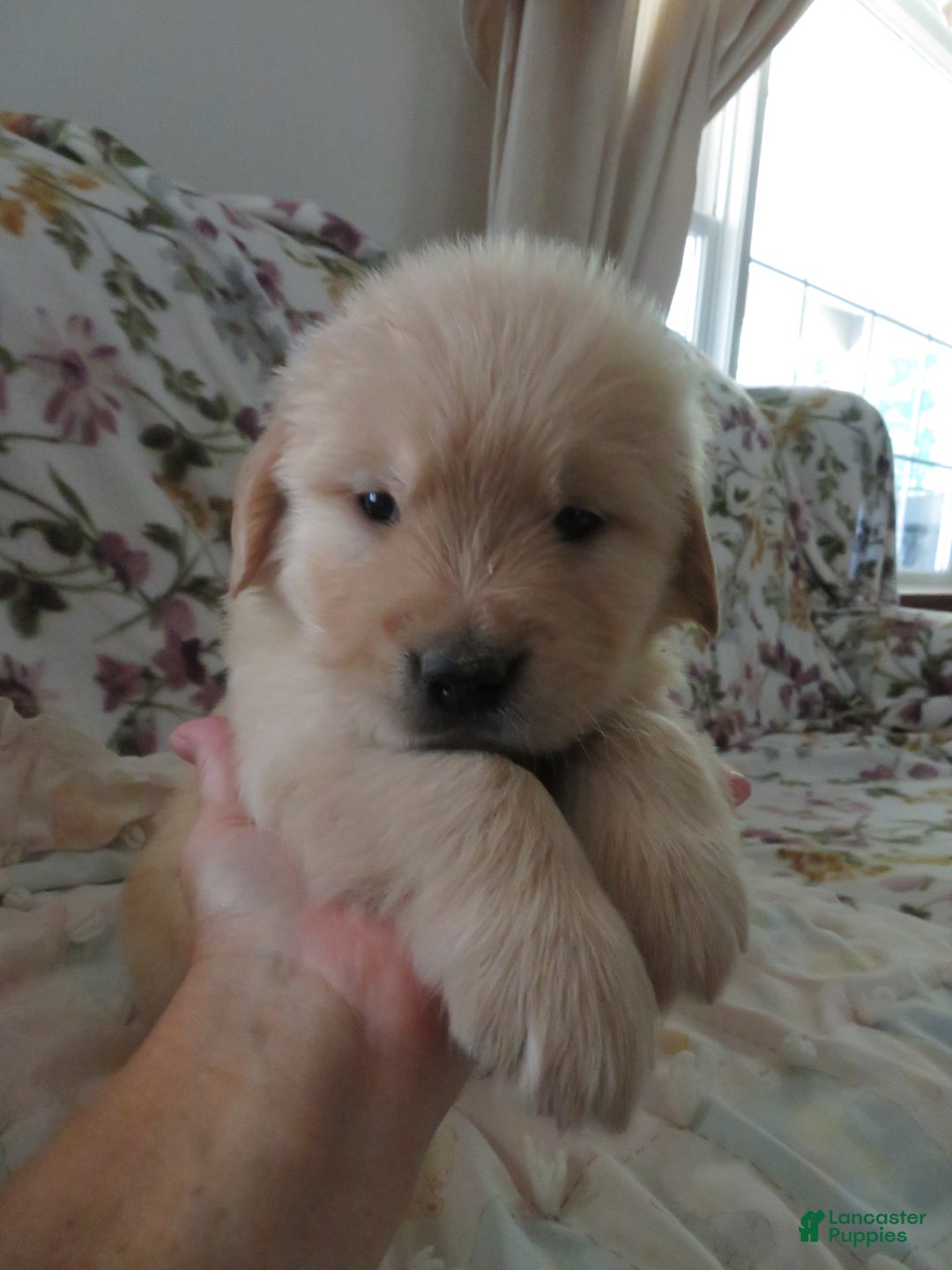Golden Retriever dogs for sale: Hershey - Image 1