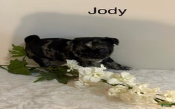 Pug dogs for sale: Jody - Image 1