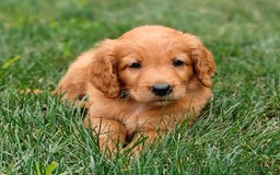 Goldendoodle dogs for sale: Rocky - Image 9
