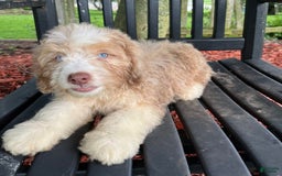 Mini Aussiedoodle dogs for sale: Sunny - Image 22