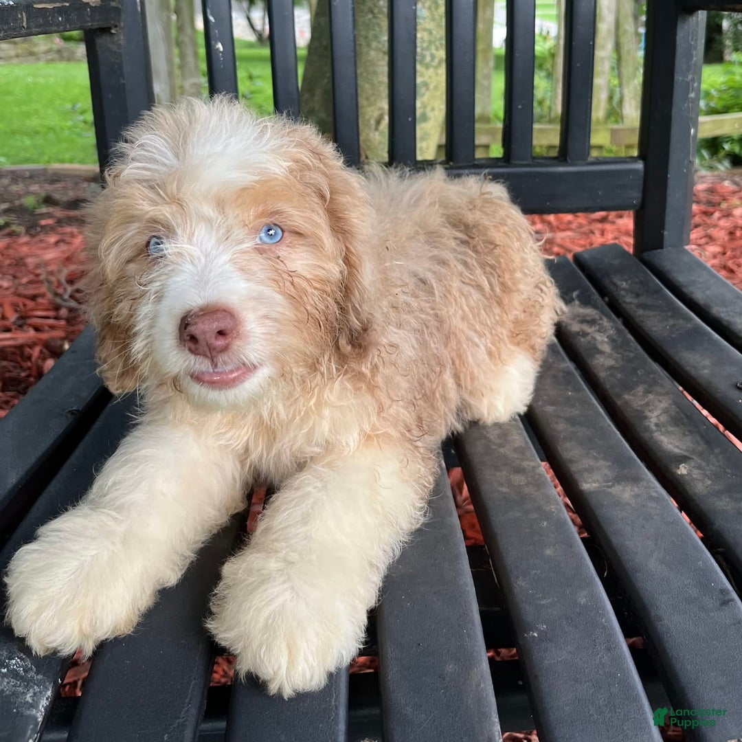 Mini Aussiedoodle dogs for sale: Sunny - Image 22