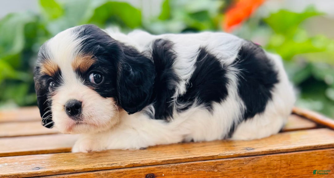 Cavalier King Charles Spaniel dogs for sale: Ryan - Image 5