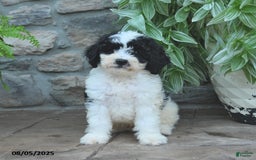 Bernedoodle dogs for sale: Bernedoodle 8 puppies - Image 22