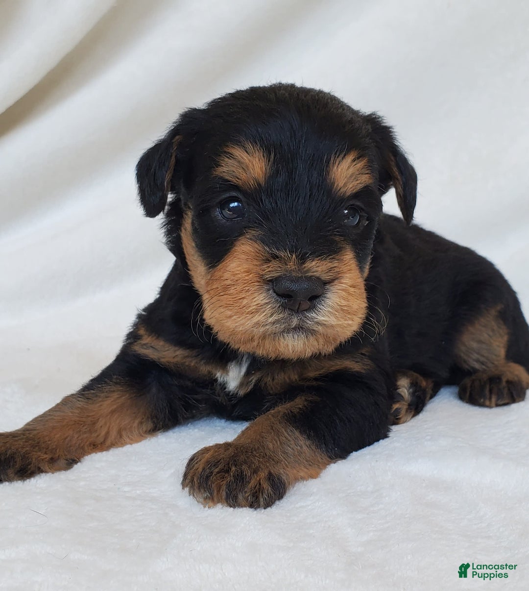 Schnoodle dogs for sale: Dexter - Image 1