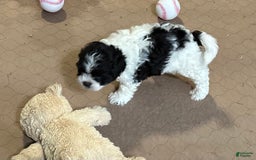 Shihpoo dogs for sale: Oscar - Image 4