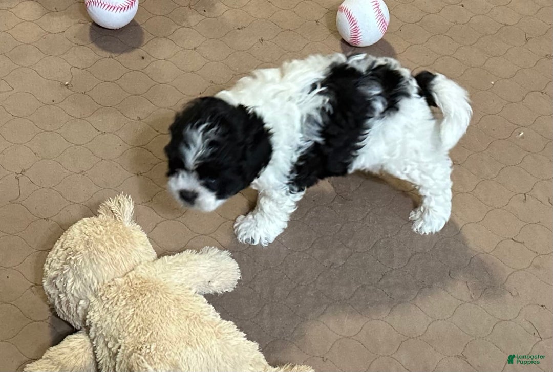 Shihpoo dogs for sale: Oscar - Image 4