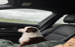 Australian Shepherd dogs for sale: Charli - Image 3