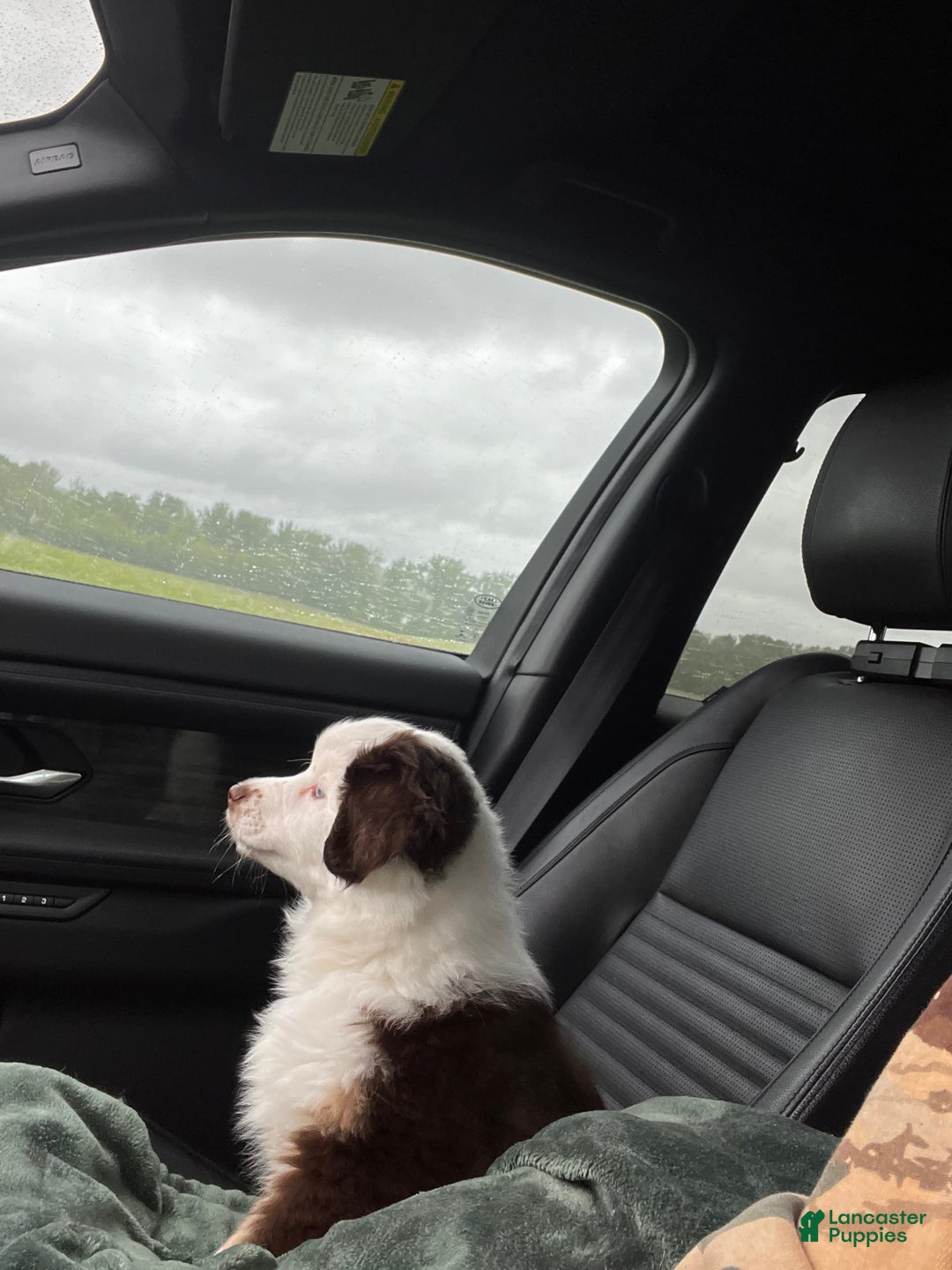 Australian Shepherd dogs for sale: Charli - Image 3