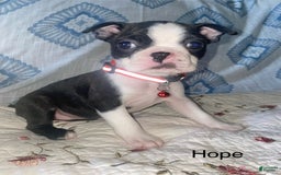 Boston Terrier dogs for sale: Hope - Image 3