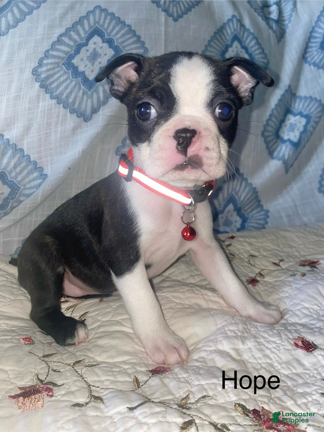 Boston Terrier dogs for sale: Hope - Image 3