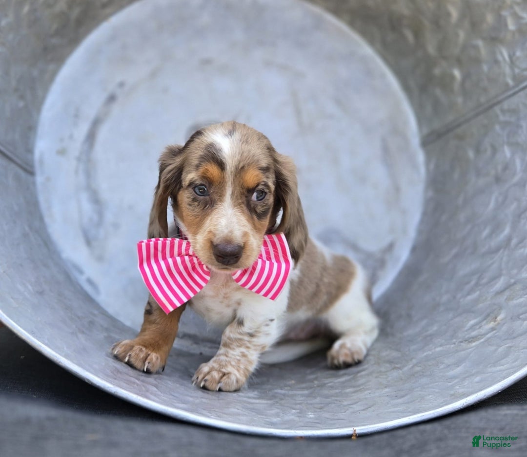 Miniature Dachshund dogs for sale: Sweets - Image 9