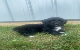 Mini Aussiedoodle dogs for sale: Rowdy - Image 1