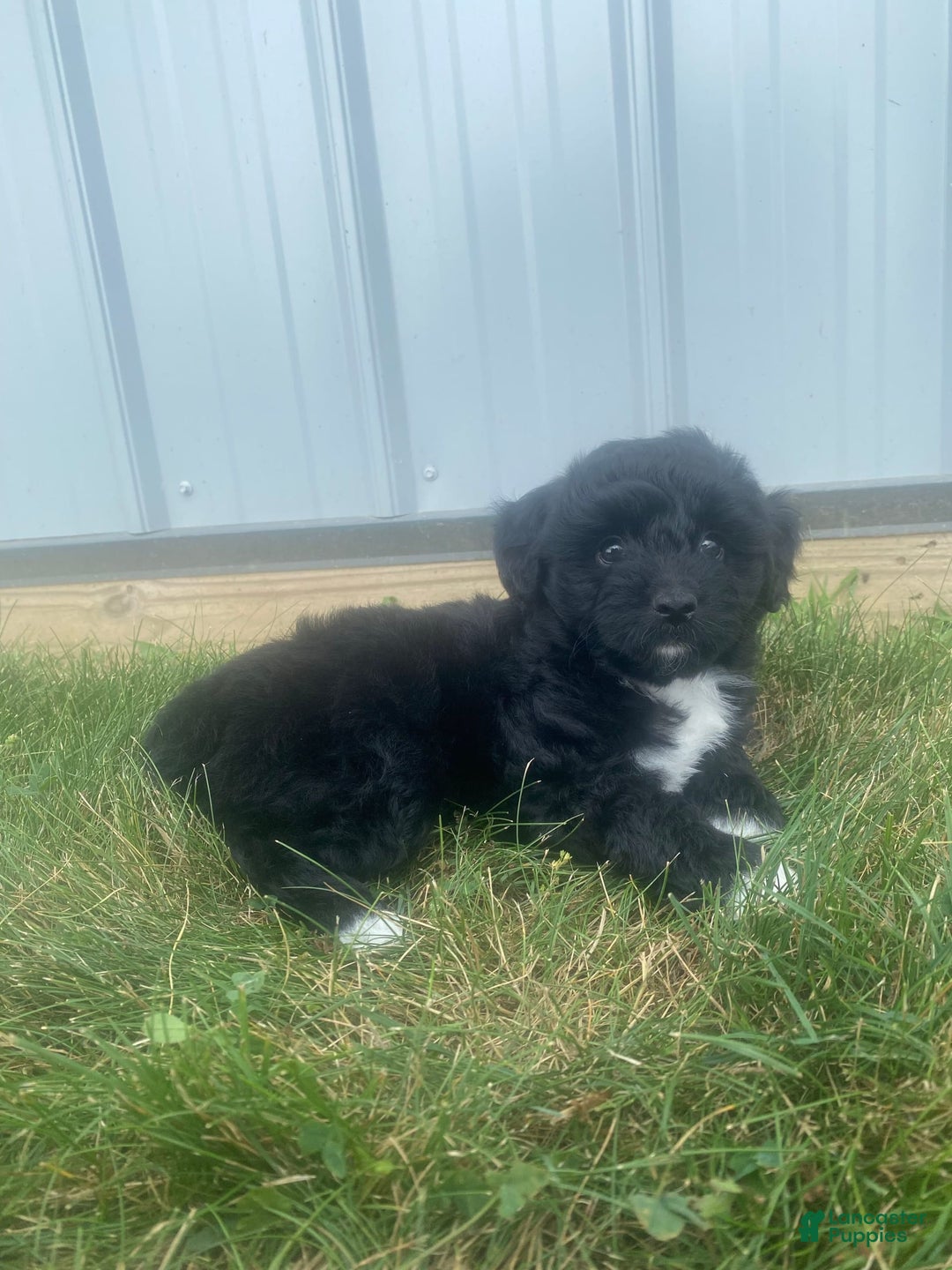 Mini Aussiedoodle dogs for sale: Rowdy - Image 1