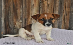 Jack Russell Terrier dogs for sale: Sparky - Image 5