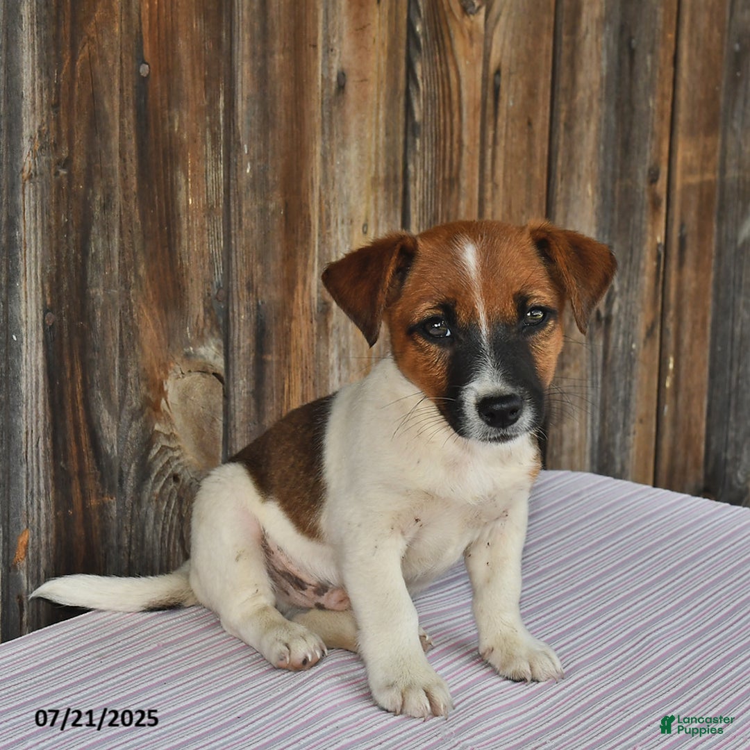 Jack Russell Terrier dogs for sale: Sparky - Image 5
