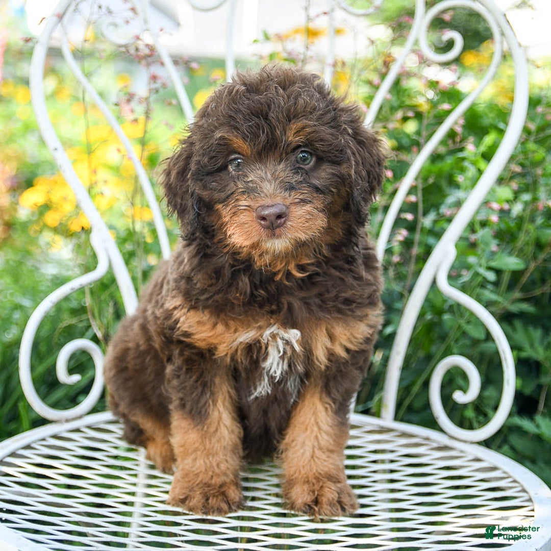 Mini Aussiedoodle dogs for sale: Mocha - Image 2
