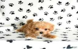 Cavapoo dogs for sale: Alex - Image 11