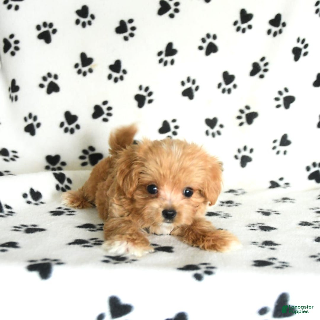 Cavapoo dogs for sale: Alex - Image 11