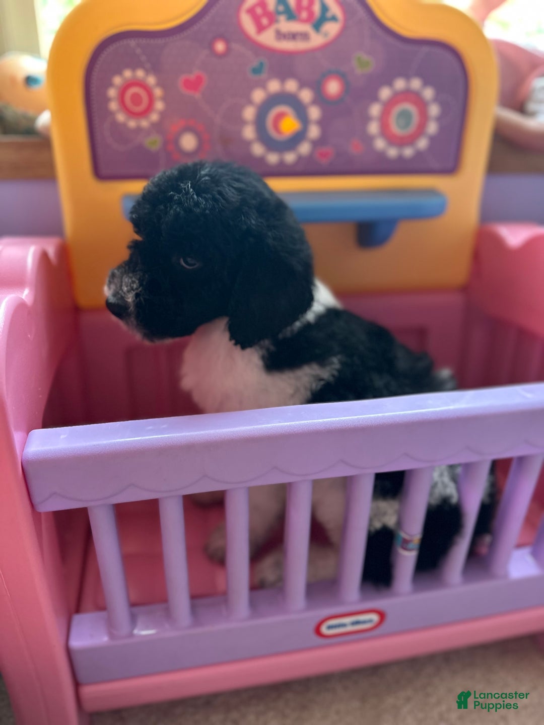 Aussiedoodle dogs for sale: Aussiedoodle 7 puppies - Image 3