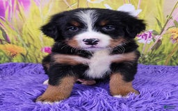 Bernese Mountain Dog dogs for sale: Hermione - Image 3