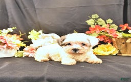 Miniature Poodle dogs for sale: Freedom - Image 1