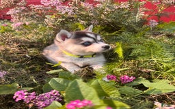 Alaskan Klee Kai dogs for sale: Blue Amy - Image 5