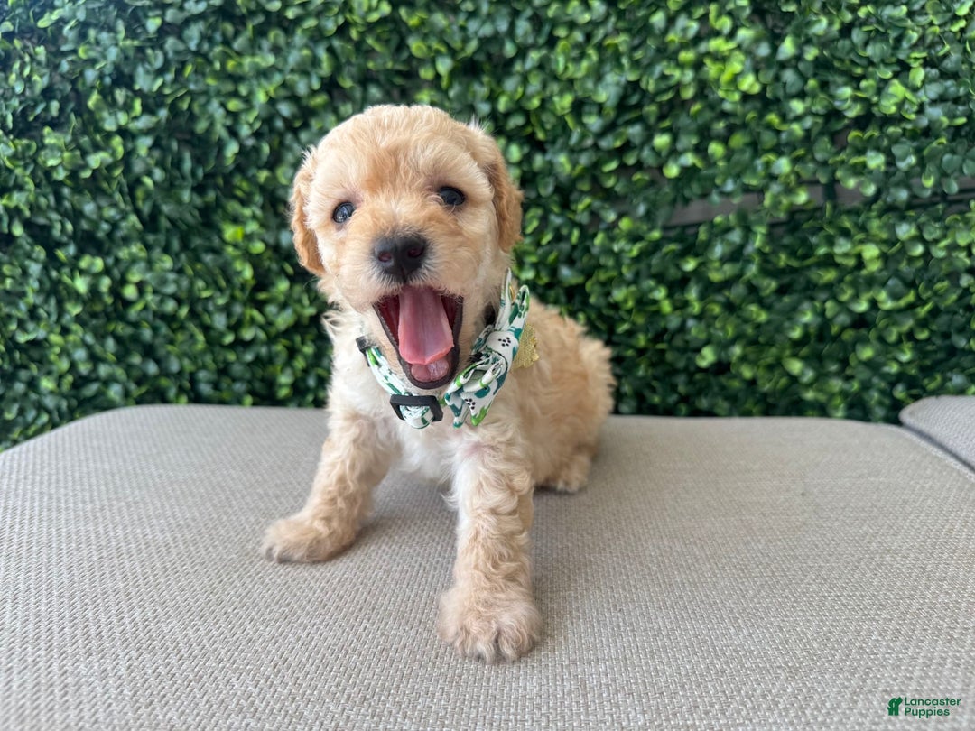 Toy Poodle dogs for sale: Tito - Image 3