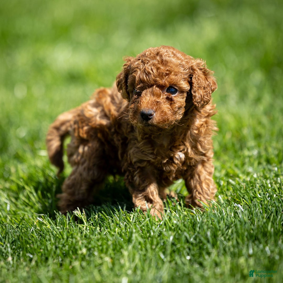 Toy Poodle dogs for sale: Maple Rose - Image 5