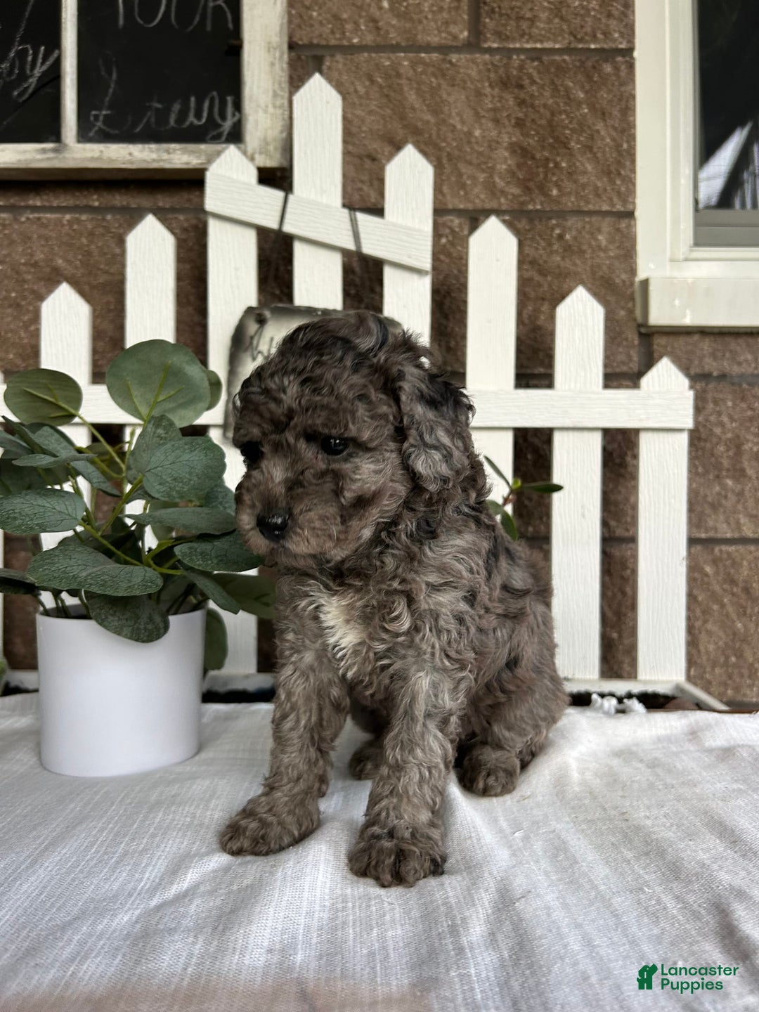 Miniature Poodle dogs for sale: Ellie - Image 6