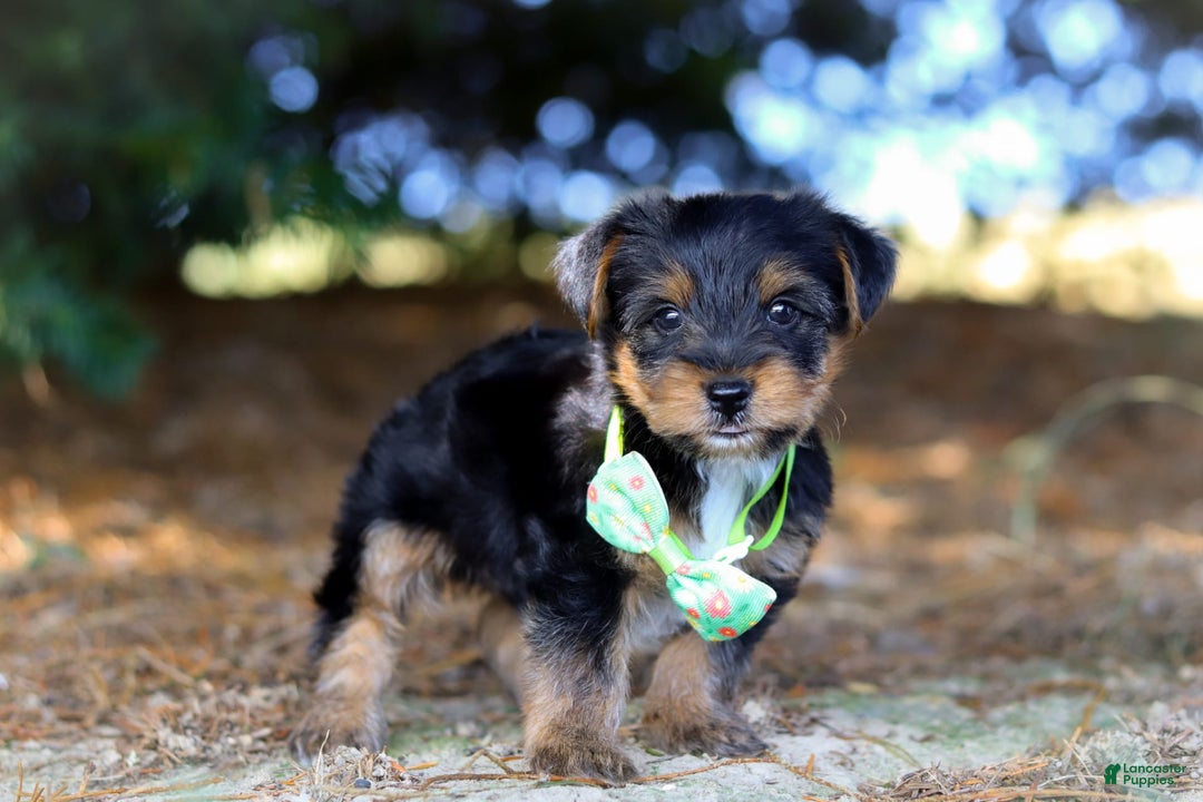 Yorkshire Terrier dogs for sale: Moses - Image 5