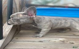 French Bulldog dogs for sale: French Bulldog 4 puppies - Image 3