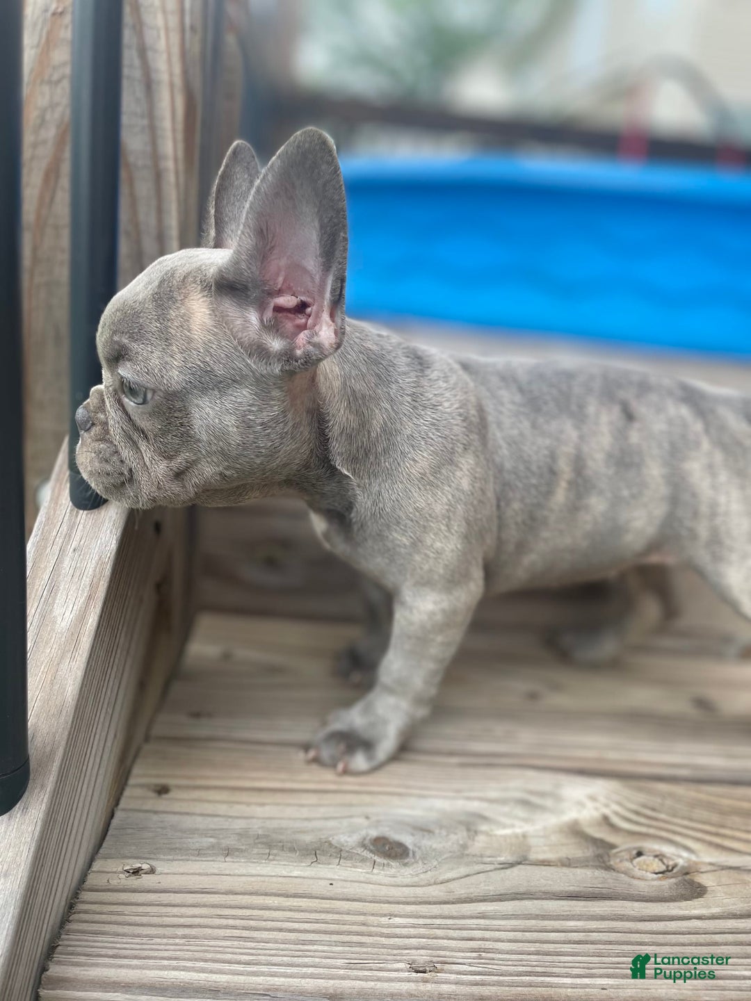French Bulldog dogs for sale: French Bulldog 4 puppies - Image 3
