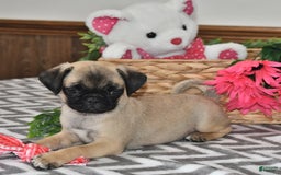 Pug dogs for sale: White Paws - Image 4
