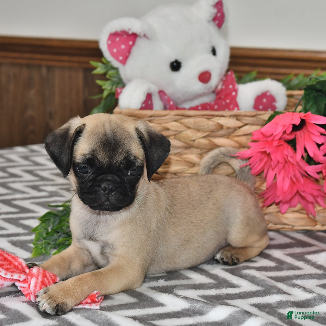 Pug dogs for sale: White Paws - Image 4