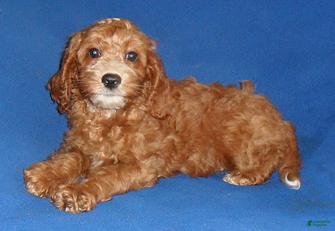 Cockapoo dogs for sale: Dudley - Image 4