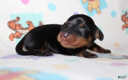 Dachshund dogs for sale: Raven Boy 1 - Image 2