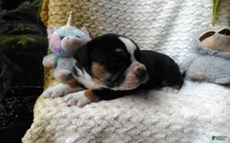 Olde English Bulldogge dogs for sale: Max - Image 10