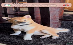 Shiba Inu dogs for sale: Keanu - Image 2