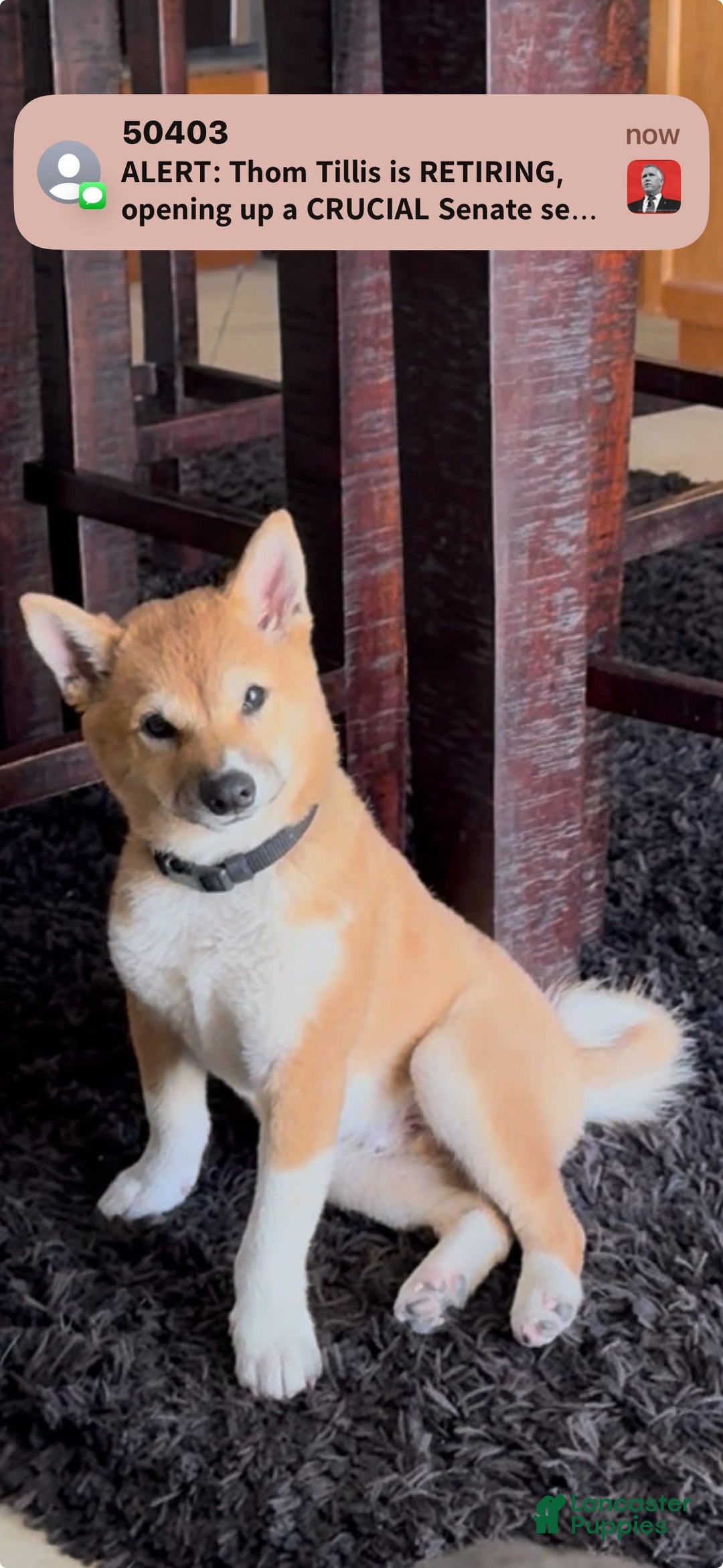 Shiba Inu dogs for sale: Keanu - Image 2