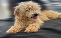 Goldendoodle dogs for sale: Sue - Image 9