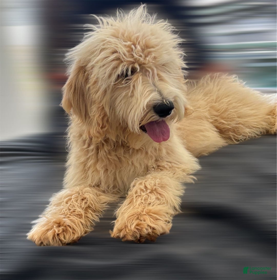 Goldendoodle dogs for sale: Sue - Image 9