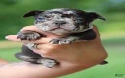 French Bulldog dogs for sale: Hope - Image 8