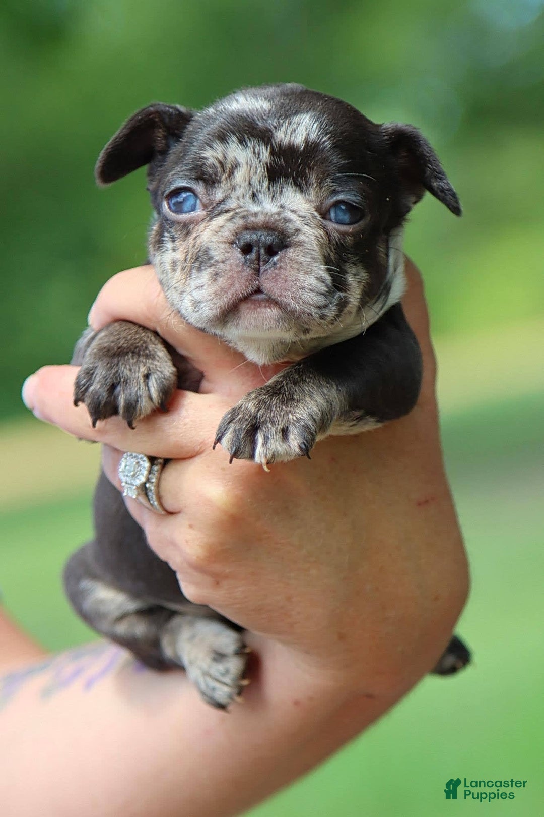 French Bulldog dogs for sale: Hope - Image 8