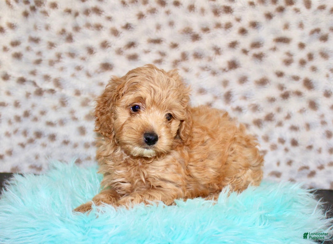 Cockapoo dogs for sale: Biscuit - Image 5